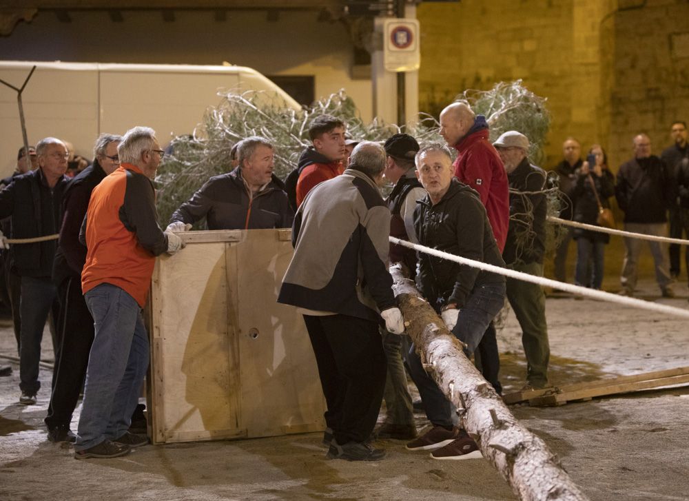 Sant Antoni arranca en Sagunt con la tradicional Plantà del Pi