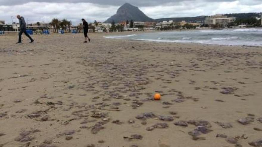 La playa de Xàbia amanece con miles de medusas