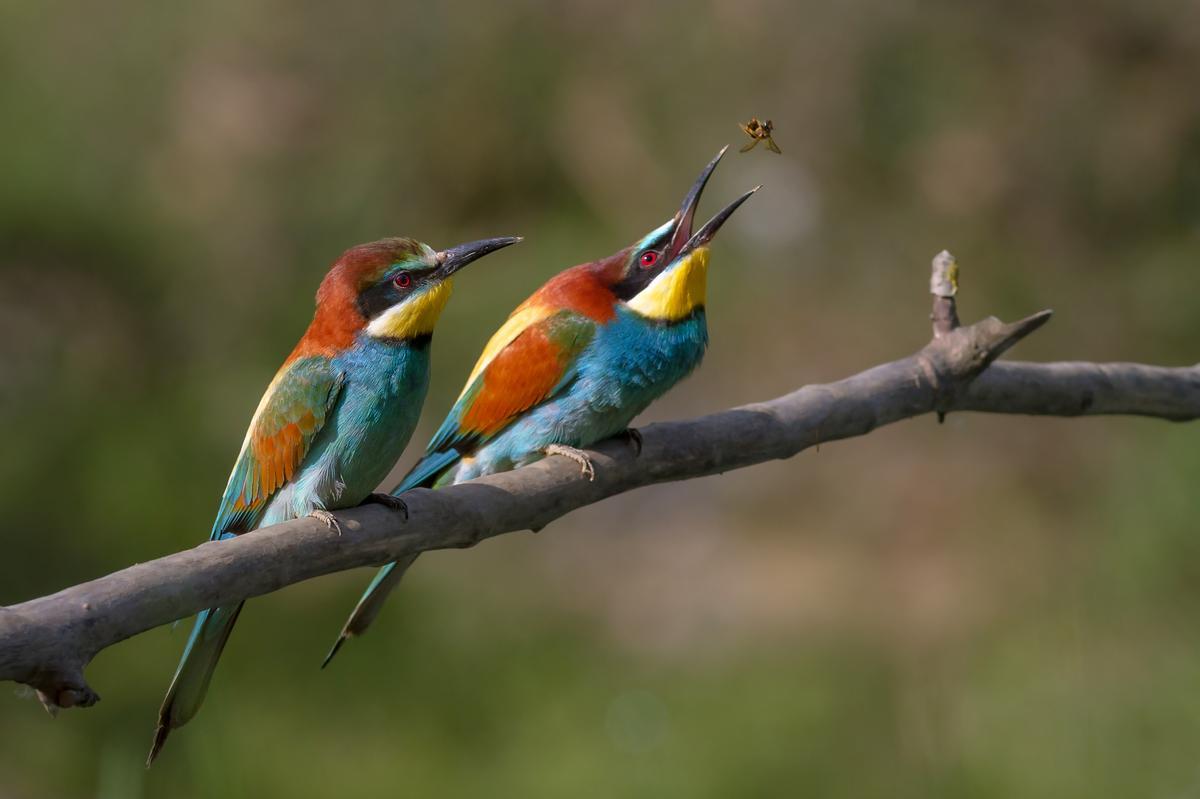 Dos ejemplares de abejaruco común (Merops apiaster).