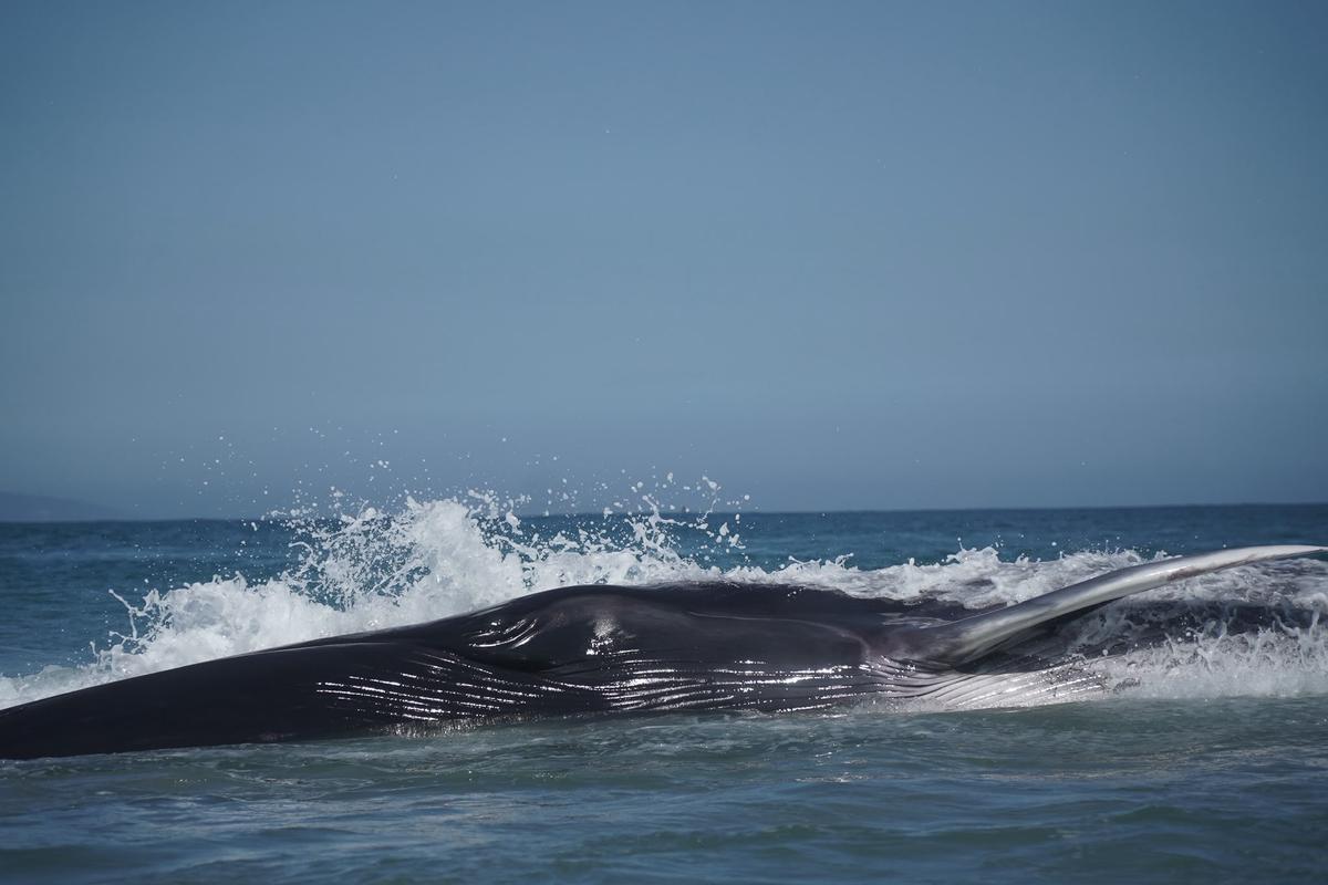 Rescate de la ballena varada en Arteixo