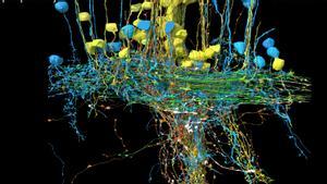 Este es el aspecto de la red neuronal que hace al pulpo especialmente inteligente.