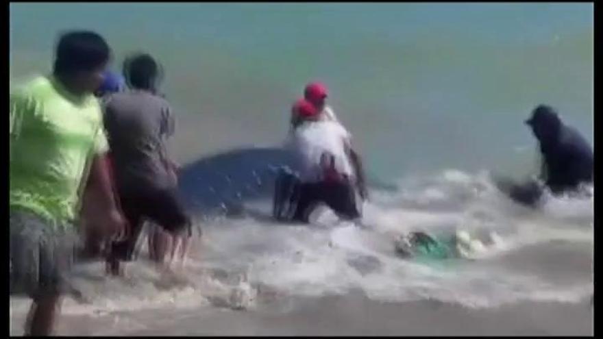 Rescate contra reloj de un tiburón ballena en Perú