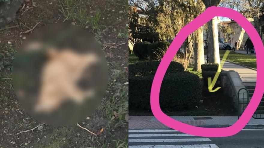 Aparece un gato muerto en una zona de Zamora donde ya avisaban de asesinatos a animales