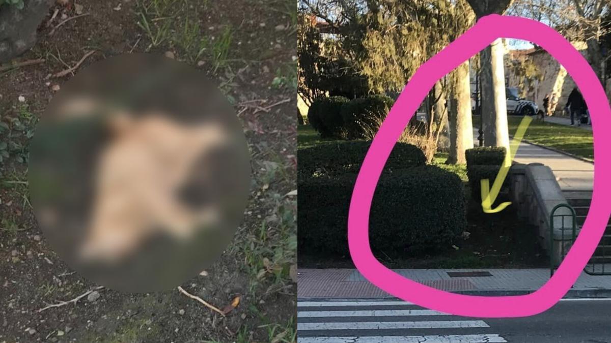 Encuentran un gato muerto en un parque de Zamora
