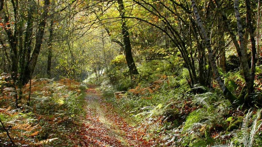 Otoño en Asturias: bosques para todos los públicos