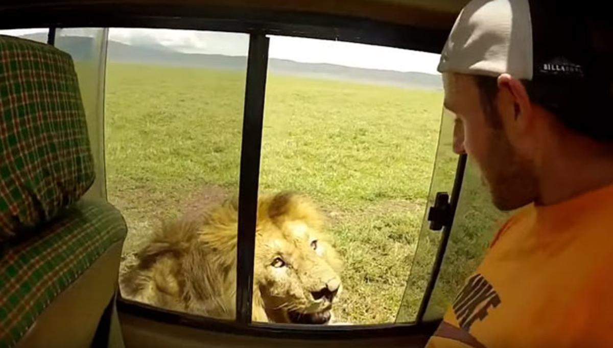 Momento en que el turista acaricia el lomo de un león en el Serengueti.