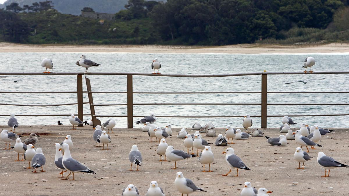 Sobre as especies ameazadas en Galicia, outro ano máis