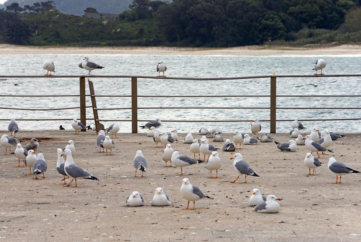 Gaivotas patiamarelas, no Parque Nacional das Illas Atlánticas.