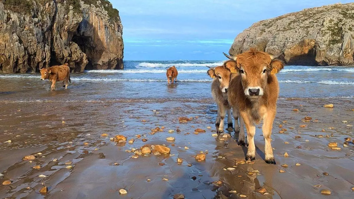 Las vacas de Llanes son aficionadas a bañarse en el mar Cantábrico: las imágenes en la playa de Cuevas de Mar que lo demuestran