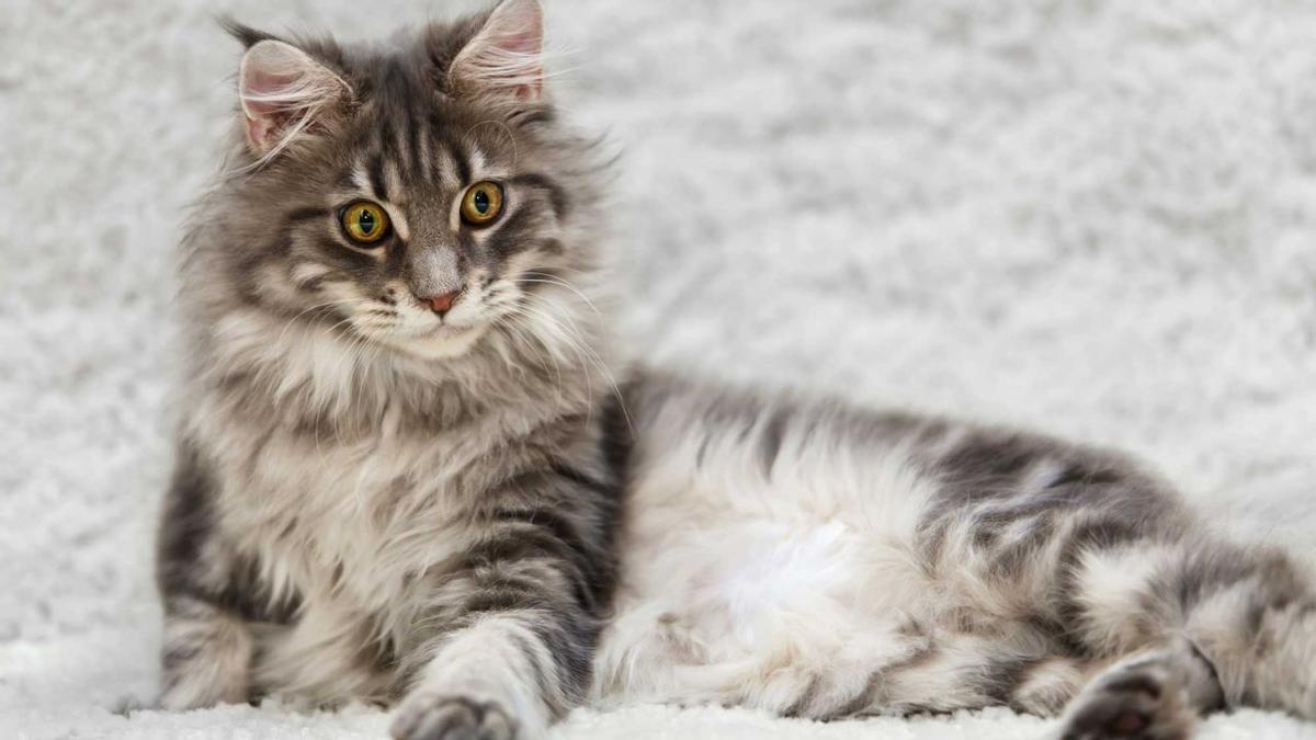 Maine Coon.