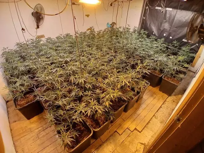 Les imatges del comís de marihuana en una casa ocupada de Lloret de Mar
