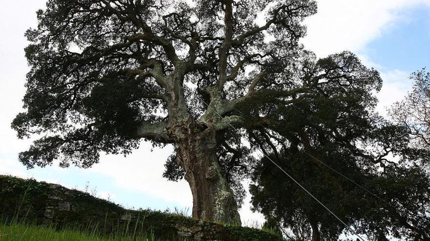 A Estrada suma 7 árboles significativos de interés en la provincia y en  Galicia - Faro de Vigo