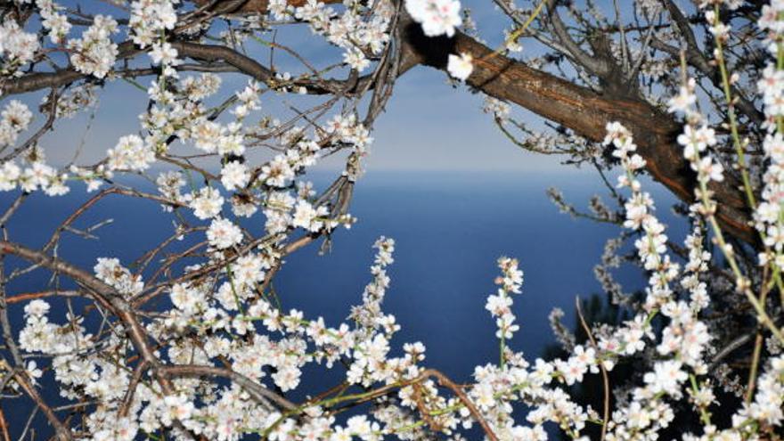 Un paseo por los almendros en flor de Mallorca