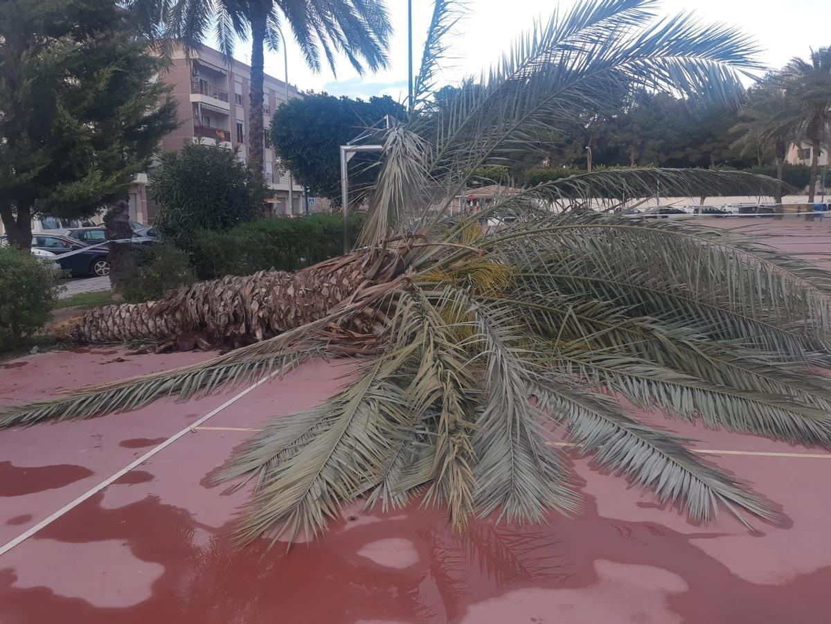 Cierran el parque de La Ocarasa en Orihuela tras la caída de una palmera