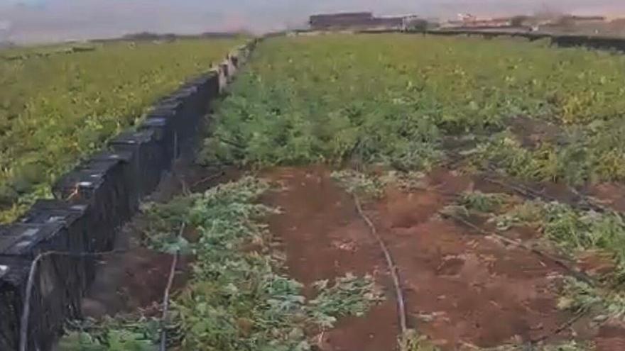 Los ladrones arrasan con &quot;miles de kilos de papas y batatas&quot; del campo de Lanzarote