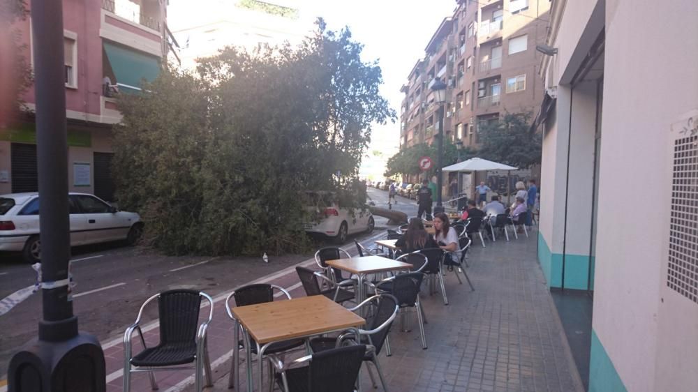 Cae un árbol en la calle Mariano Ribera