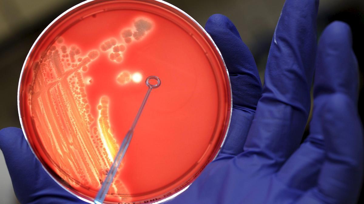 Para 2050 las bacterias resistentes a antibióticos causarán más muertas que las estimadas por covid en 2020.