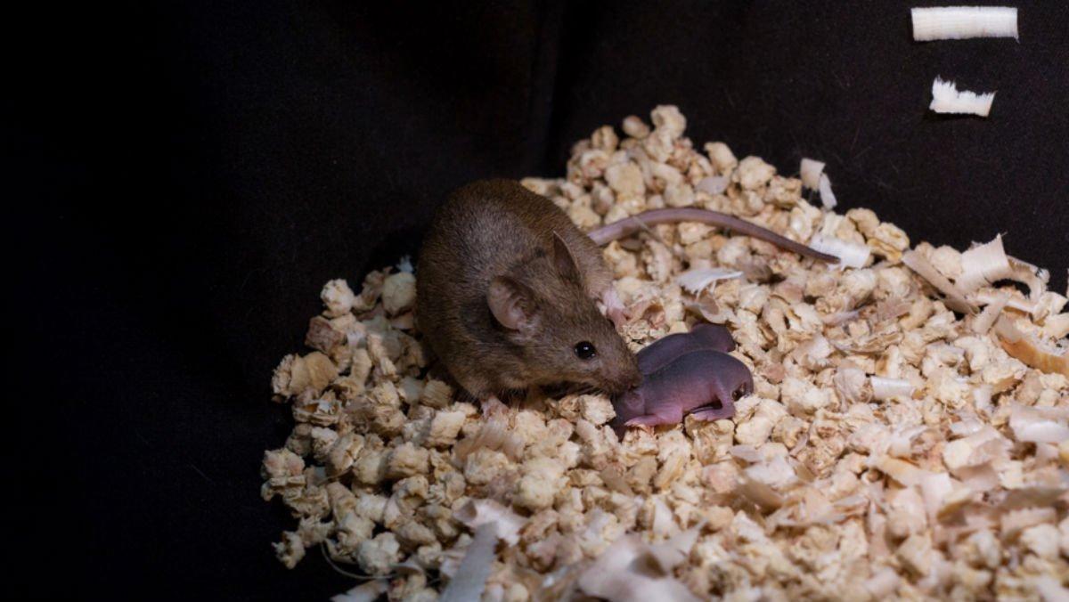 Ratona nacida de dos madres junto a sus crías Ratona nacida de dos madres junto a sus crías