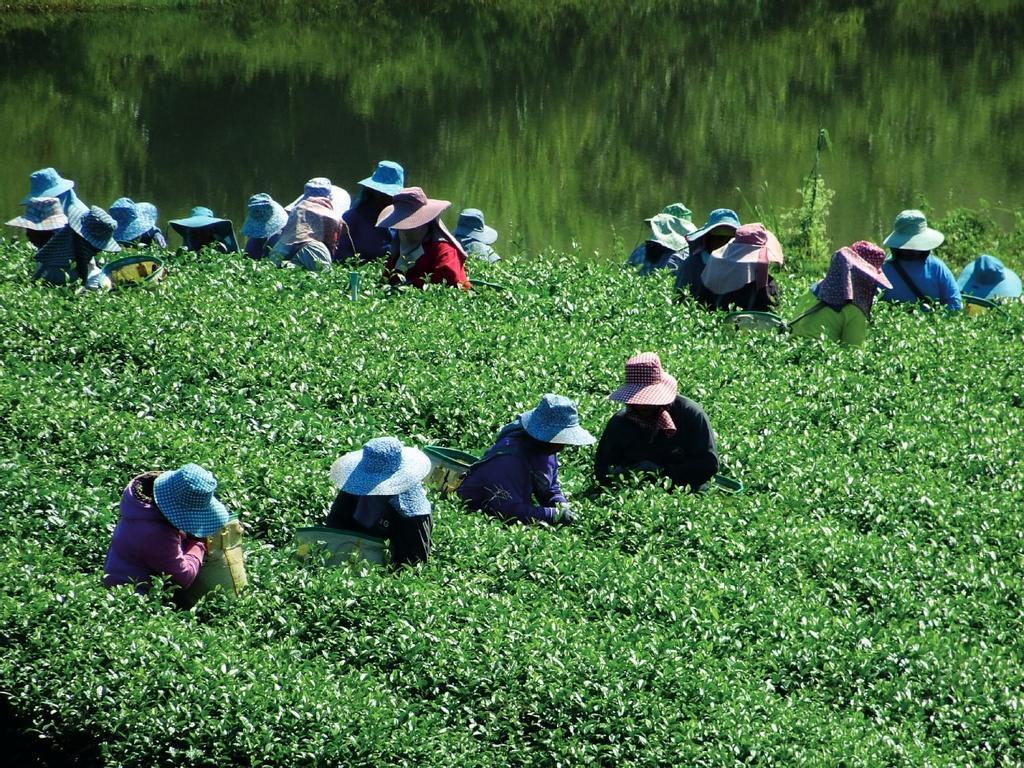 Vietnam. Mujeres recolectoras de té en Vietnam. El té que se recolecta al norte del país es especialmente apreciado por su calidad. Se considera que, junto a China, fue el primer país que lo cultivó