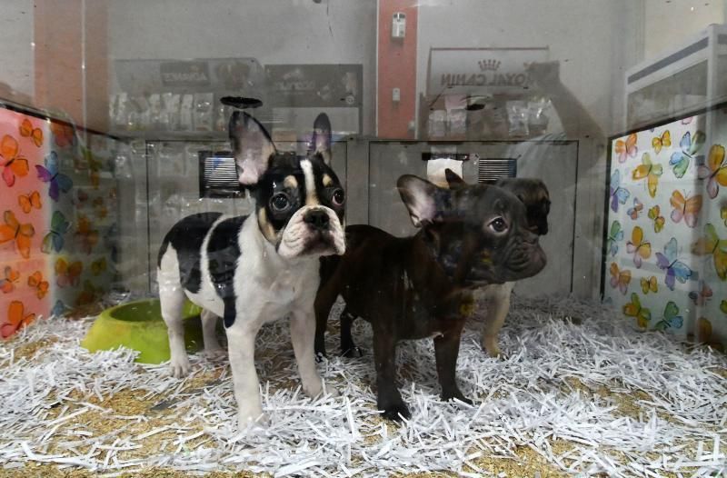 Perros en un escaparate en una tienda de San Grego