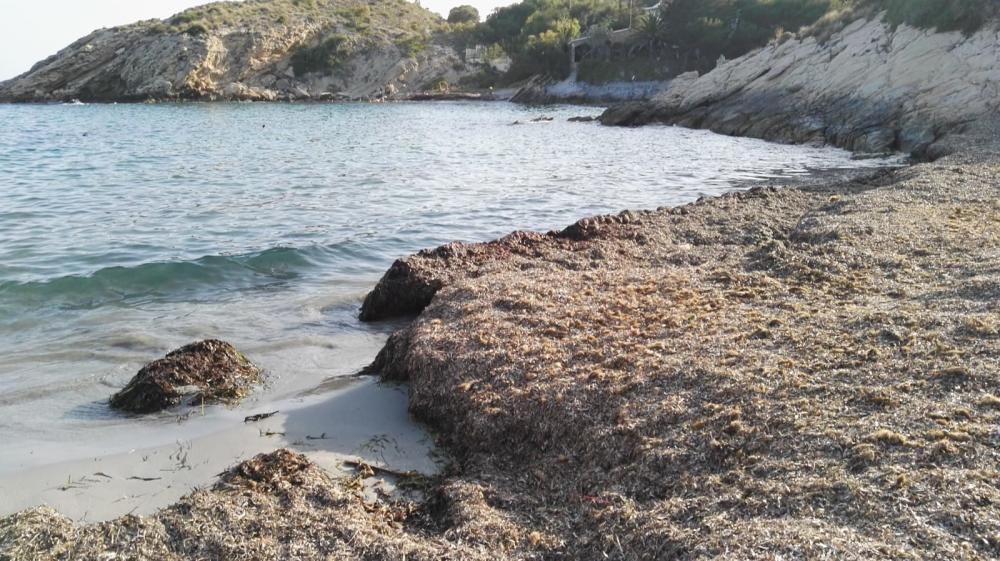 Las playas de la Coveta Fumà, llenas de algas