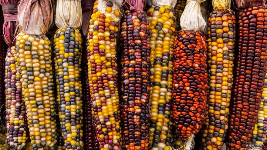 Origen del maíz es más antiguo y complicado de lo que te imaginabas