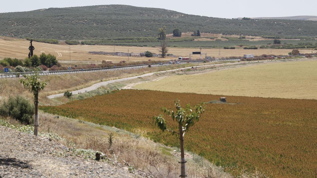 Terrenos en La Rinconada donde irá la base logística del Ejército en Córdoba.