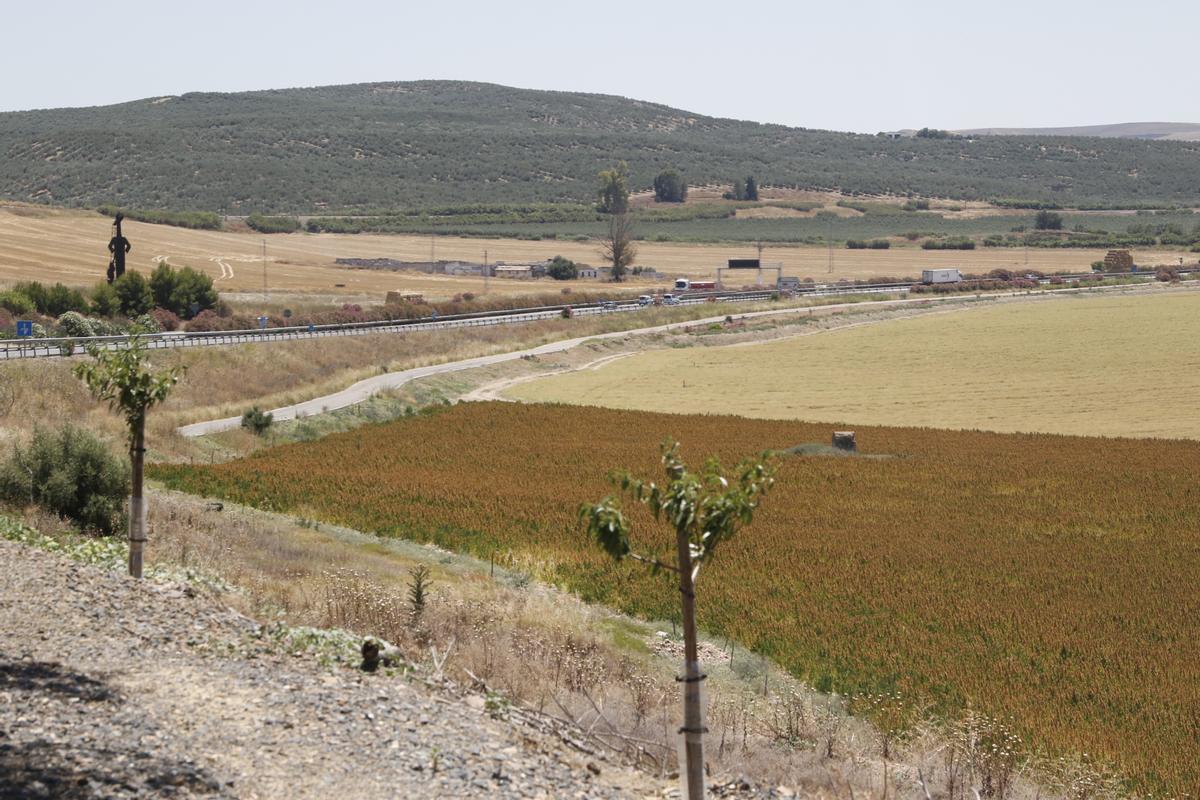 Terrenos en La Rinconada donde irá la base logística del Ejército en Córdoba.