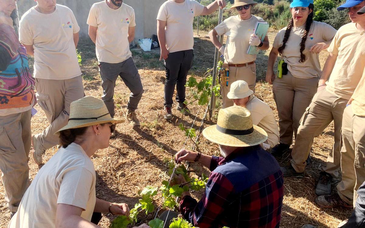 La plantacion de microviñas en el Moli dels Moros de Altea.