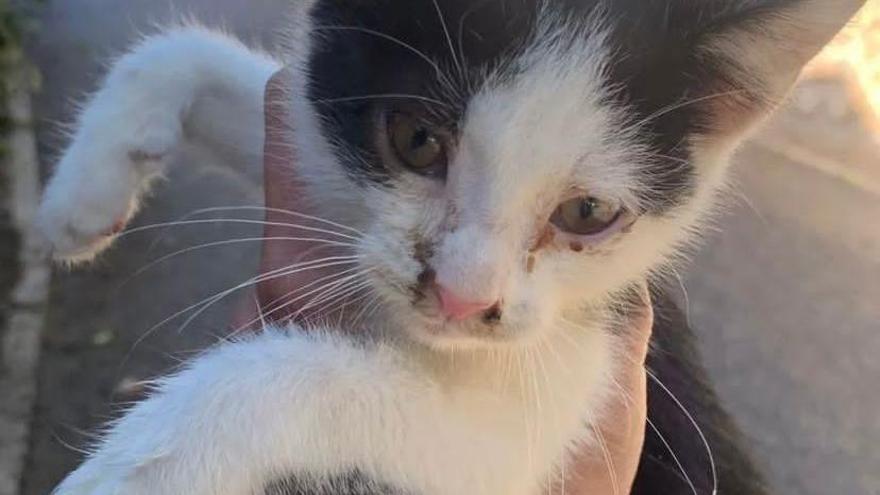 El gatito, el día que fue recogido por una vecina en el barrio de Los Damunt de Alaró.