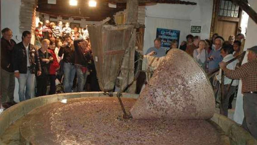 El Museo Etnográfico de Riogordo fue el escenario de la tradicional molienda.