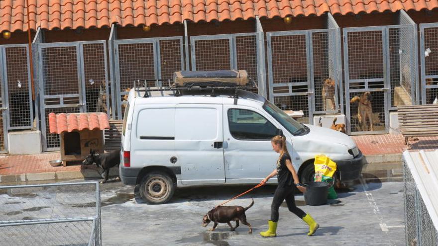 El ayuntamiento da por controlado el brote de moquillo en el refugio