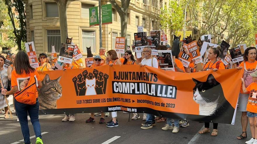Niu de Petjades de Sant Fruitos participa en una manifestació per a la protecció de les colònies felines
