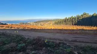 En otoño florece un paisaje de viñedos, en Vilagarcía