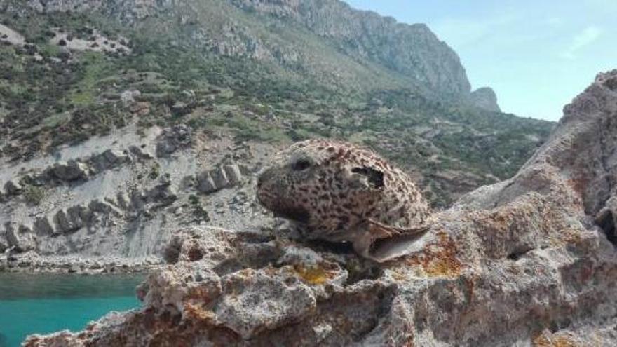 Aparece una cabeza de guepardo disecada en una cala de Mallorca