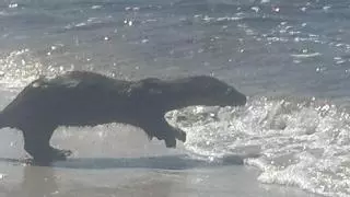 Una nutria «enorme» sorprende a los bañistas en las playas de Coruxo