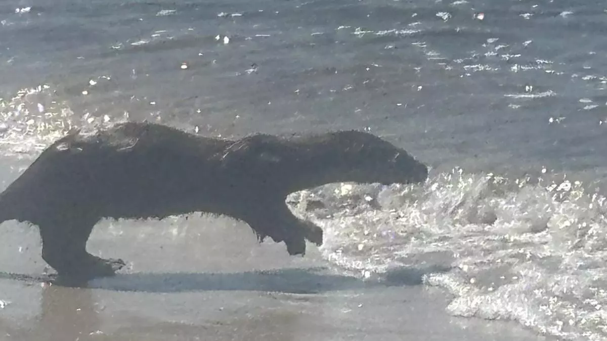 Una nutria «enorme» sorprende a los bañistas en las playas de Coruxo