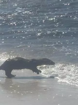 Una nutria, como un bañista más en las playas de Coruxo