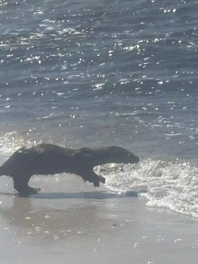 Una nutria, como un bañista más en las playas de Coruxo