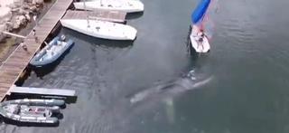 ¡Increíble! Una ballena se cuela en el puerto de Valencia