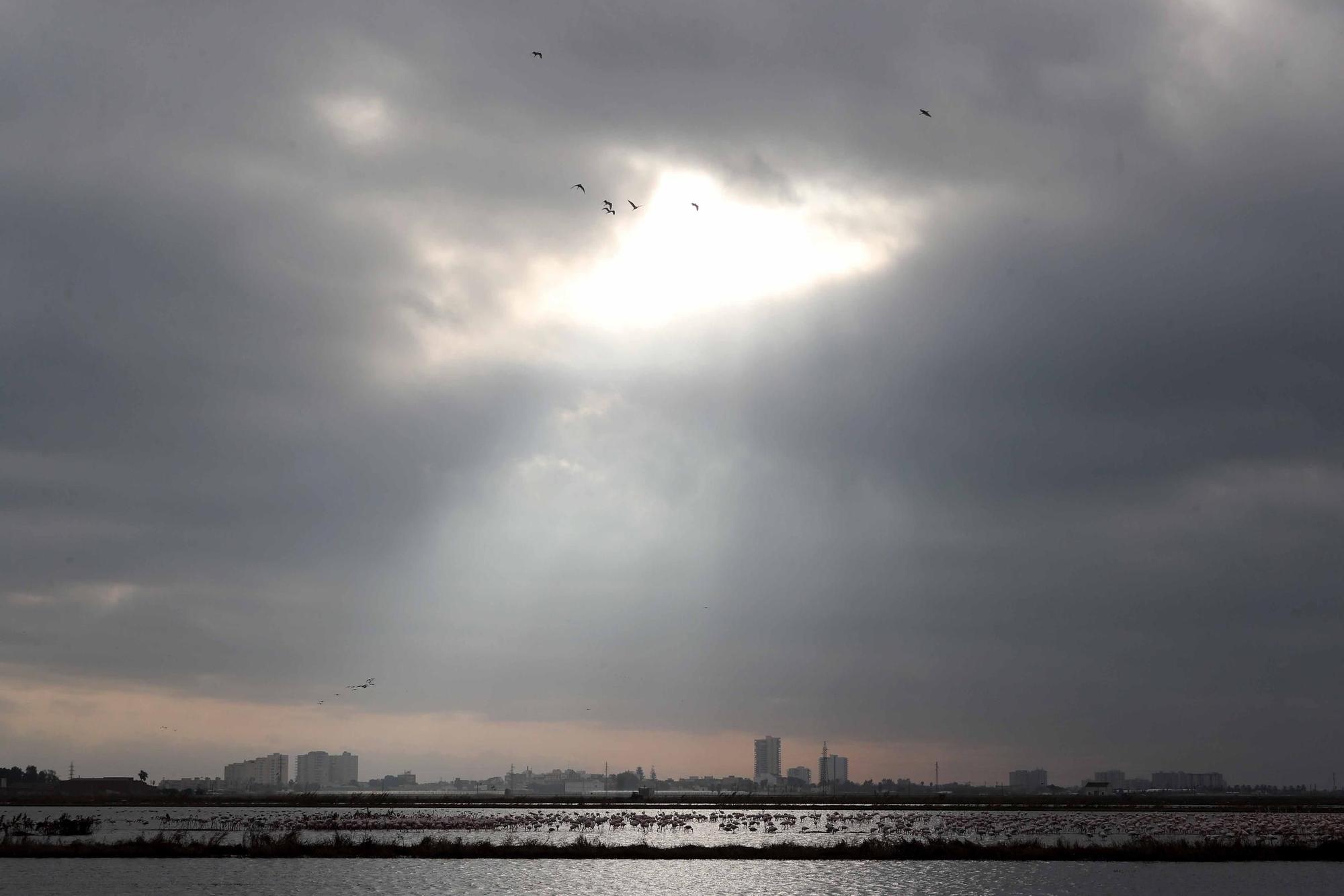 L'Albufera a rebosar de flamencos