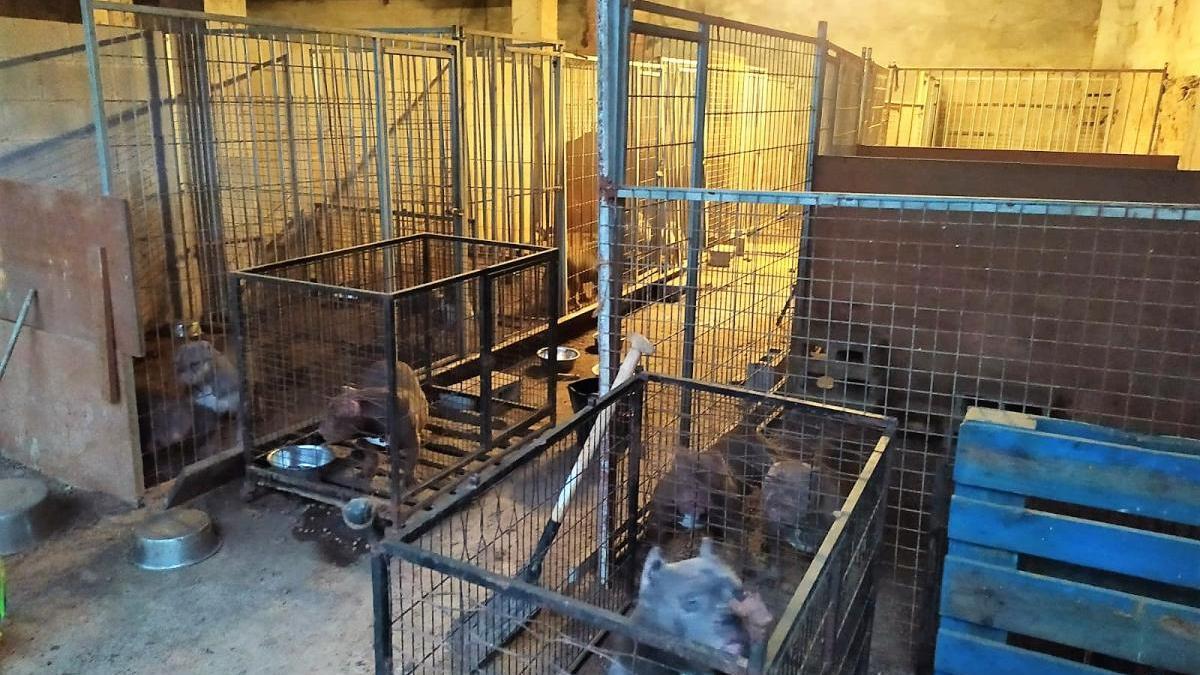 Policía y Guardia Civil intervienen un criadero de perros en Culleredo