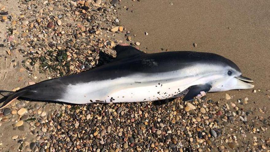 Aparece un delfín muerto en la costa de Moncofa