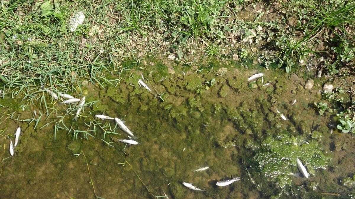 Peces muertos en el río Ripoll, a su paso por Sabadell