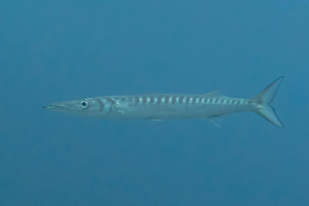 Una bicuda en la franja marina Teno Rasca, Tenerife.