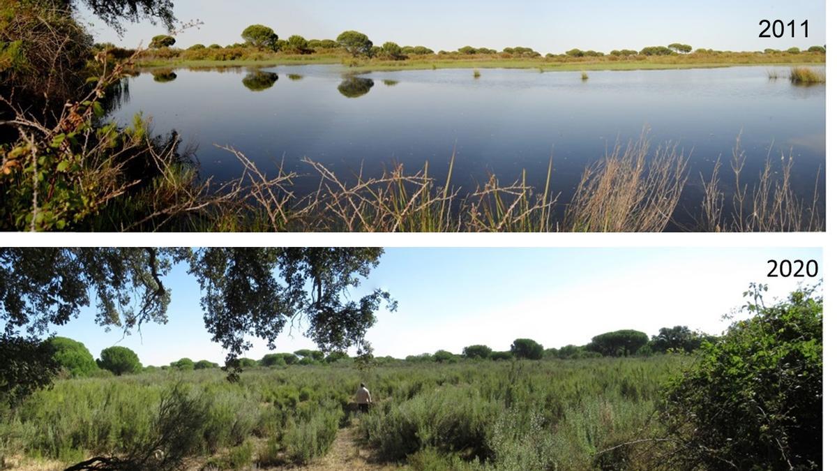 Laguna del Moral, en 2011 y 2020, evidencia de la agonía de Doñana