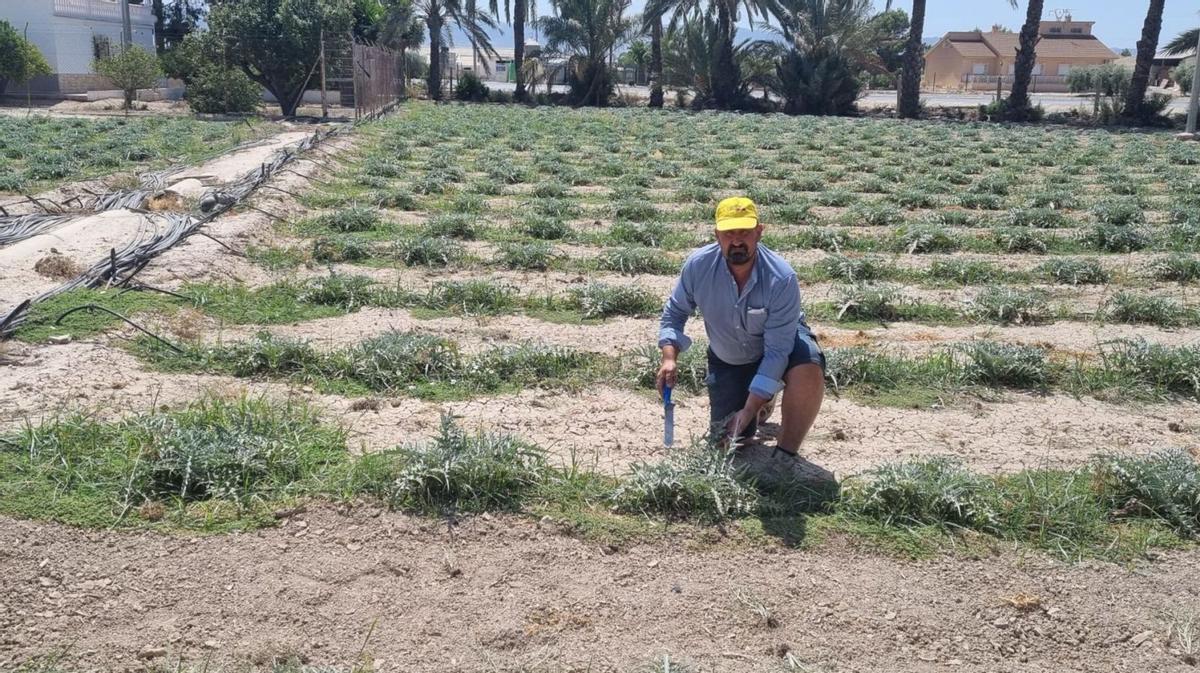 Un agricultor comprueba el estado de su cultivo de alcachofas en Lorca. | FIRMA