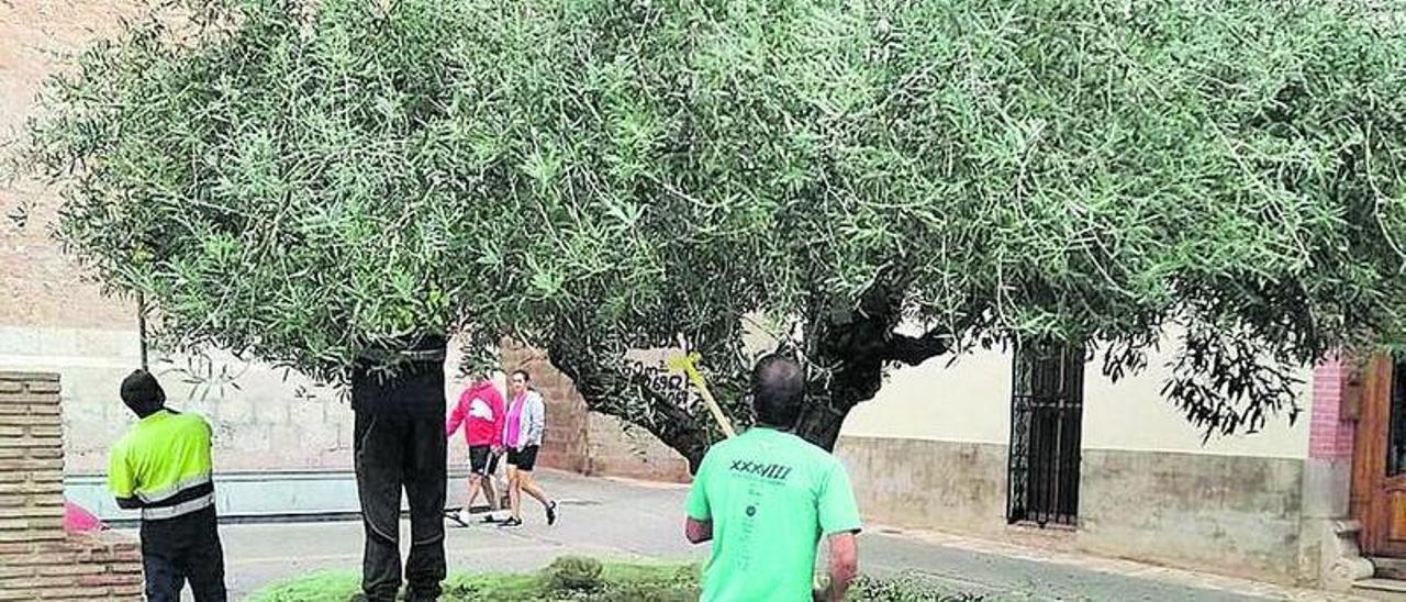 La brigada municipal ha recolectado, hasta el momento, 1.142 kilos de aceitunas que serán aceite.