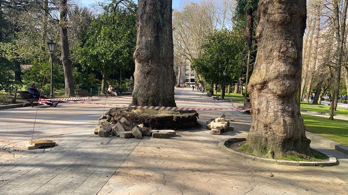 El alcorque retirado por los operarios municipales