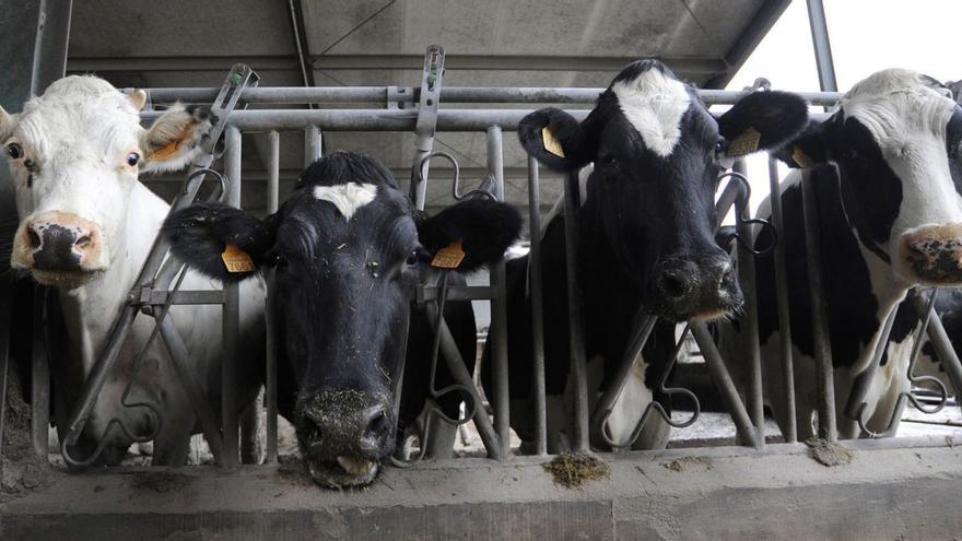 La Justicia europea abre la puerta a 27.000 ganaderos a reclamar contra el cártel de la leche